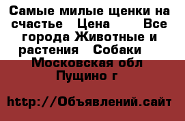 Самые милые щенки на счастье › Цена ­ 1 - Все города Животные и растения » Собаки   . Московская обл.,Пущино г.